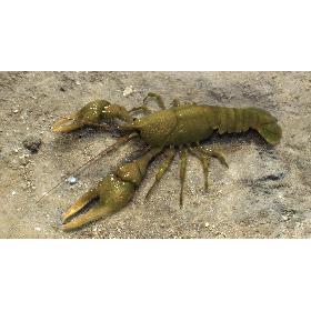 Crayfish (Animated)